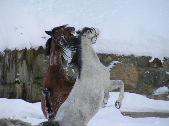 Cavalls a la pista